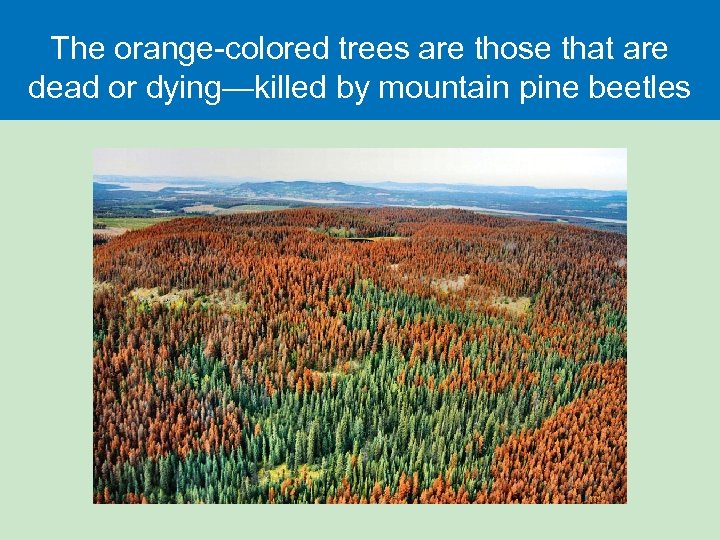 The orange-colored trees are those that are dead or dying—killed by mountain pine beetles