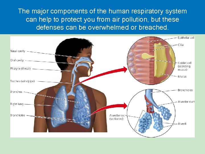 The major components of the human respiratory system can help to protect you from
