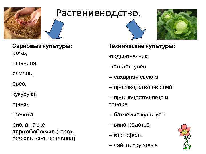 Растениеводство. Зерновые культуры: рожь, пшеница, ячмень, овес, кукуруза, Технические культуры: -подсолнечник -лен-долгунец -- сахарная