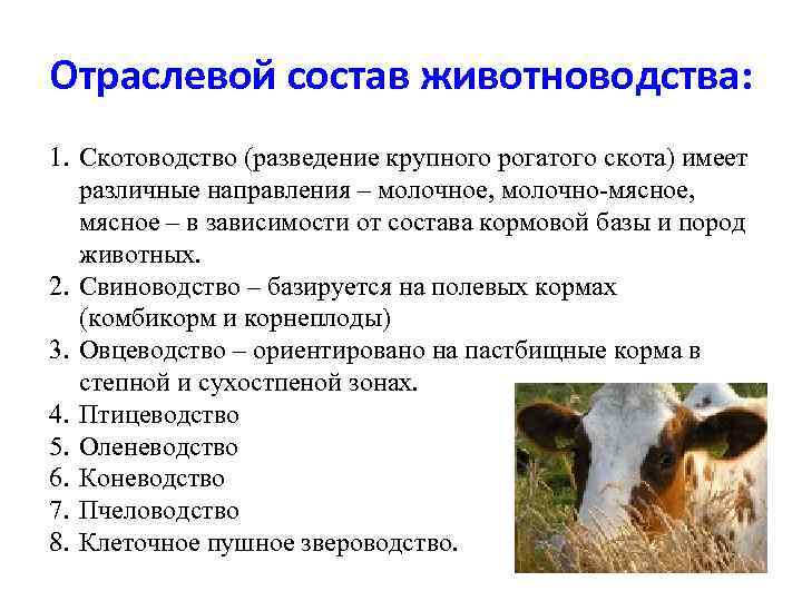 Отраслевой состав животноводства: 1. Скотоводство (разведение крупного рогатого скота) имеет различные направления – молочное,