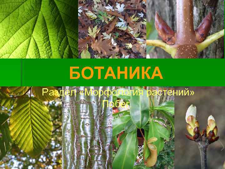 БОТАНИКА Раздел «Морфология растений» Побег. 