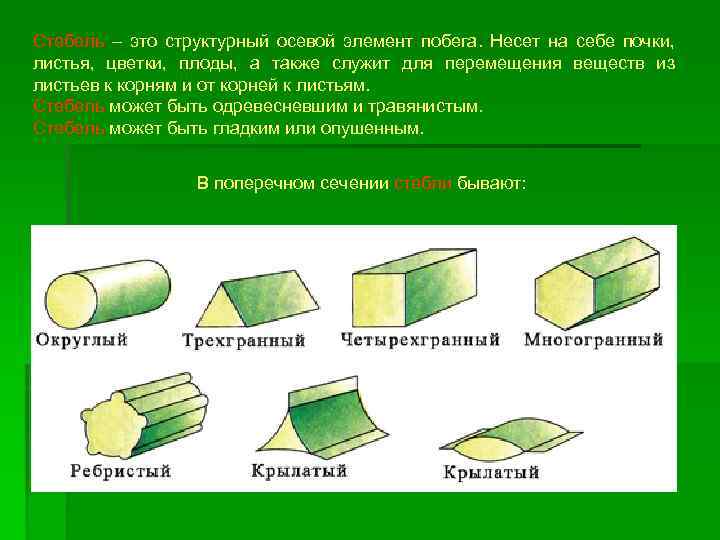 Стебель это. Структурные элементы побега. Ребристый побег. Округлый ребристый побеги. Опушенный стебель.