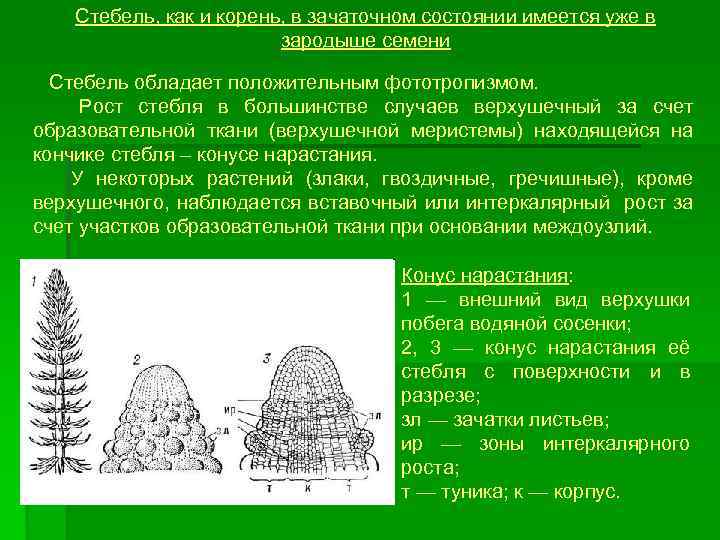 Рост стебля. Верхушечный рост растений. Верхушечный Тип роста. Верхушечный рост стебля. Верхушечный рост побега.