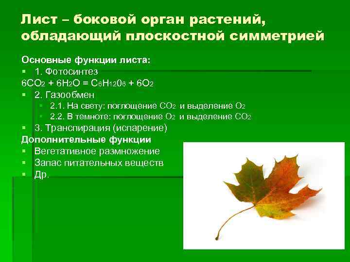 Функции листа. Лист боковой орган растения. Листья это боковые органы. Лист как боковой орган. Ботаника основные функции листа.