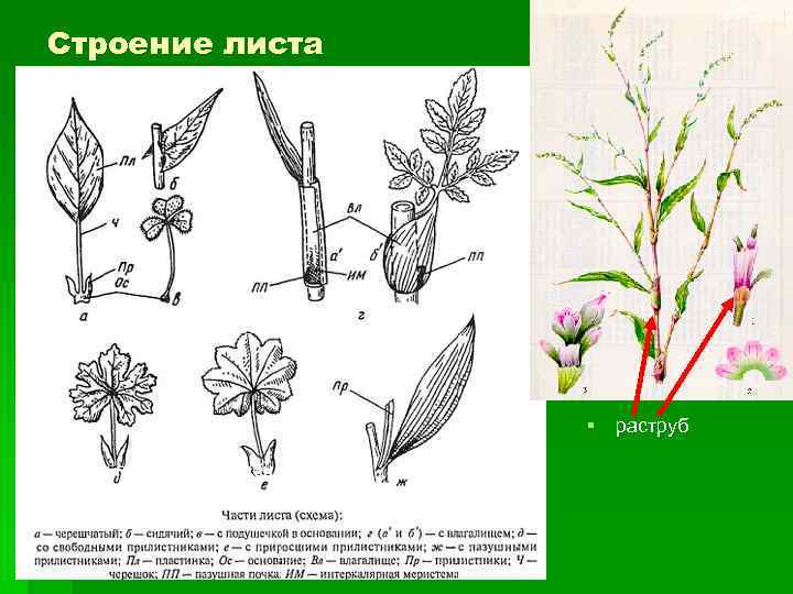 Покажите стрелками и подпишите на рисунке черешок прилистники листовую пластинку