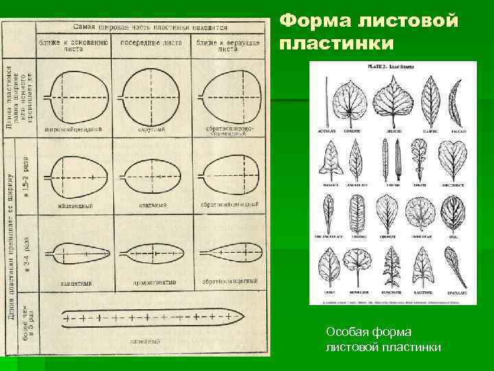 Форма листовой пластинки Особая форма листовой пластинки 