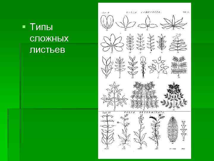 § Типы сложных листьев 