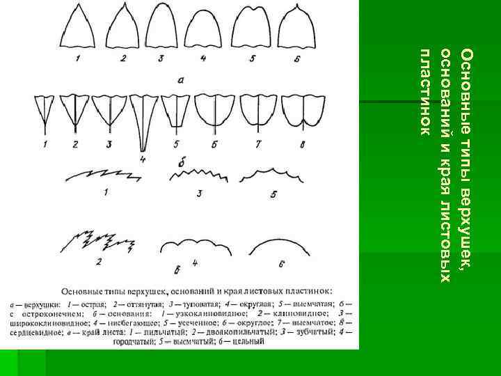 О с но в ные т и пы в е р х у ш