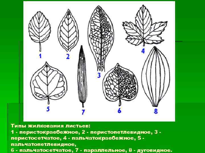 Типы жилкования листьев: 1 - перистокраебежное, 2 - перистопетлевидное, 3 перистосетчатое, 4 - пальчатокраебежное,