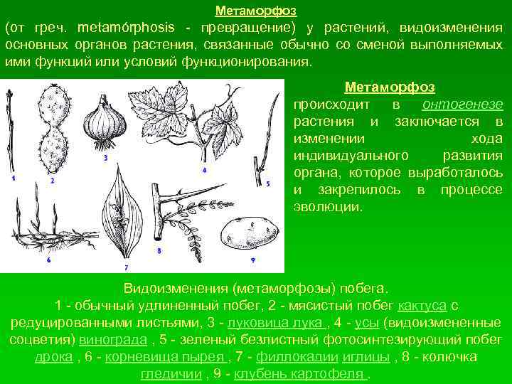 Преобразования у растений