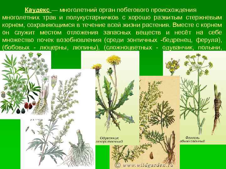 Вместе корень. Побеги у многолетнее травянистое растение. Многолетние травы морфология. Корневая и побеговая системы растений.. Побеговой спор растения.