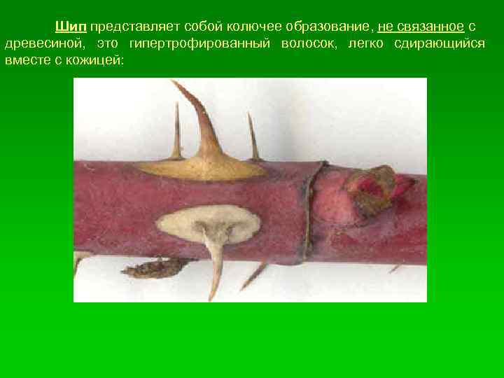 Шип представляет собой колючее образование, не связанное с древесиной, это гипертрофированный волосок, легко сдирающийся