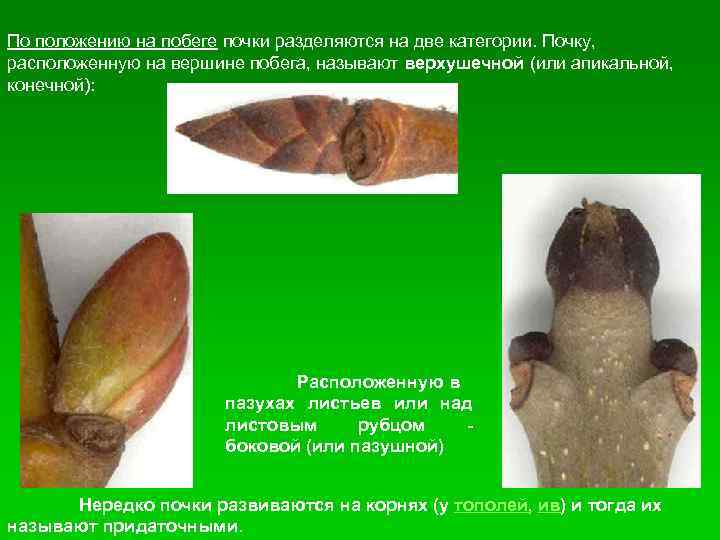 По положению на побеге почки разделяются на две категории. Почку, расположенную на вершине побега,