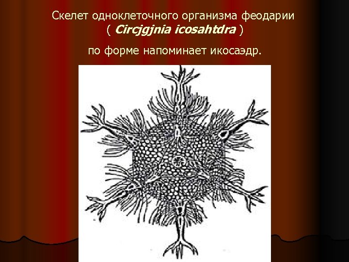 Скелет одноклеточного организма феодарии ( Circjgjnia icosahtdra ) по форме напоминает икосаэдр. 