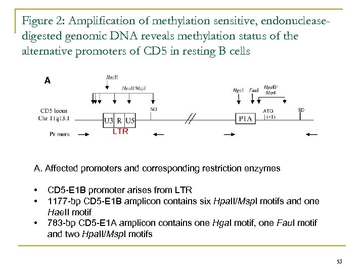 Figure 2: Amplification of methylation sensitive, endonucleasedigested genomic DNA reveals methylation status of the