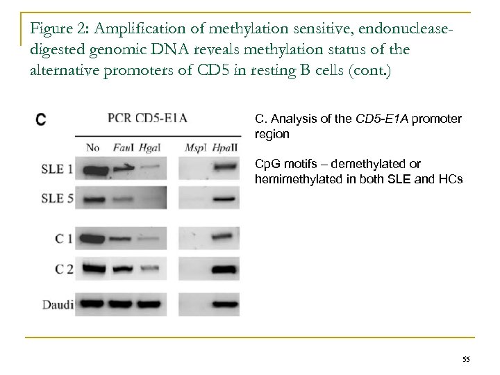 Figure 2: Amplification of methylation sensitive, endonucleasedigested genomic DNA reveals methylation status of the