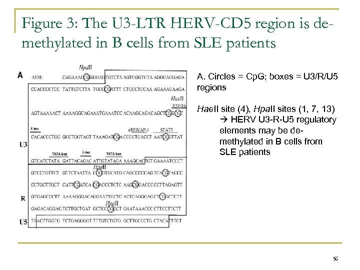 Figure 3: The U 3 -LTR HERV-CD 5 region is demethylated in B cells
