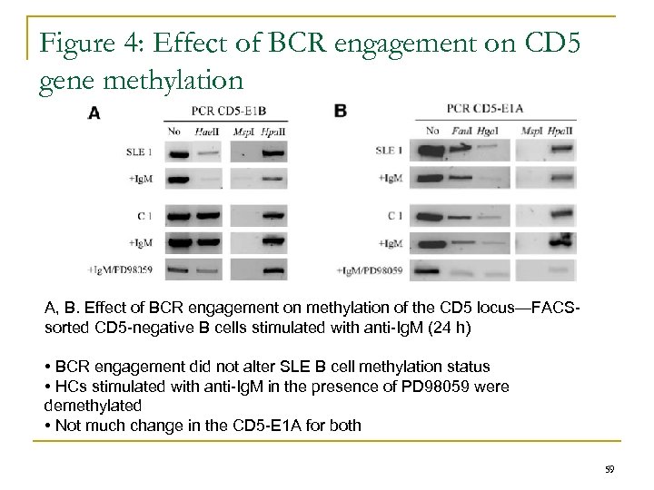 Figure 4: Effect of BCR engagement on CD 5 gene methylation A, B. Effect