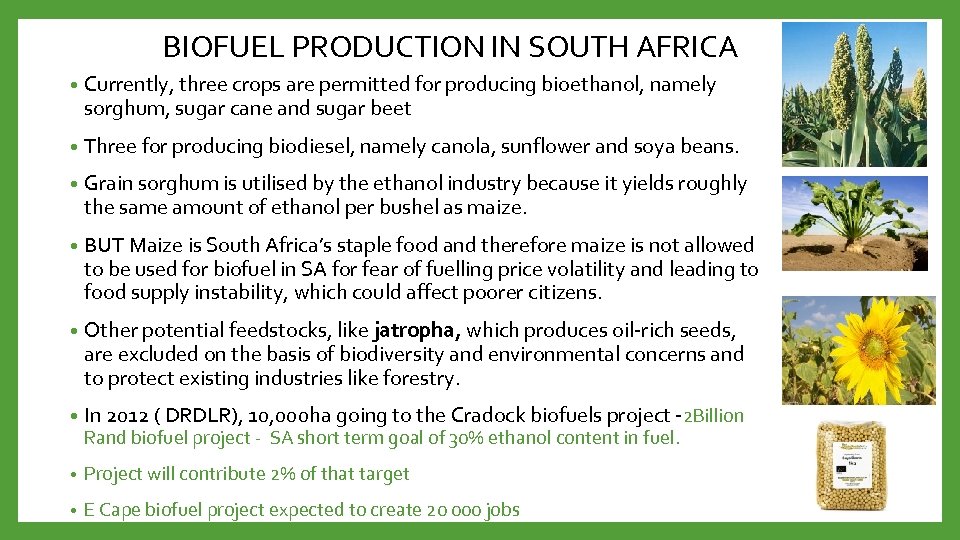 BIOFUEL PRODUCTION IN SOUTH AFRICA • Currently, three crops are permitted for producing bioethanol,