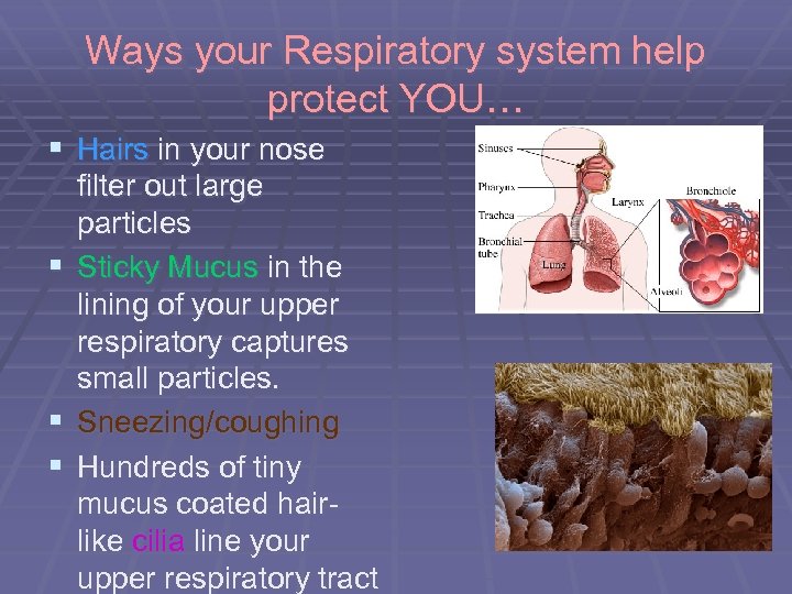 Ways your Respiratory system help protect YOU… § Hairs in your nose filter out