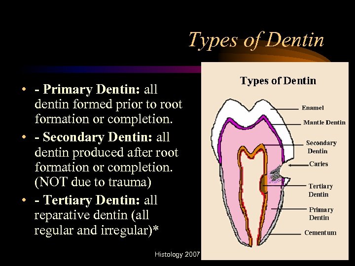 Types of Dentin • - Primary Dentin: all dentin formed prior to root formation