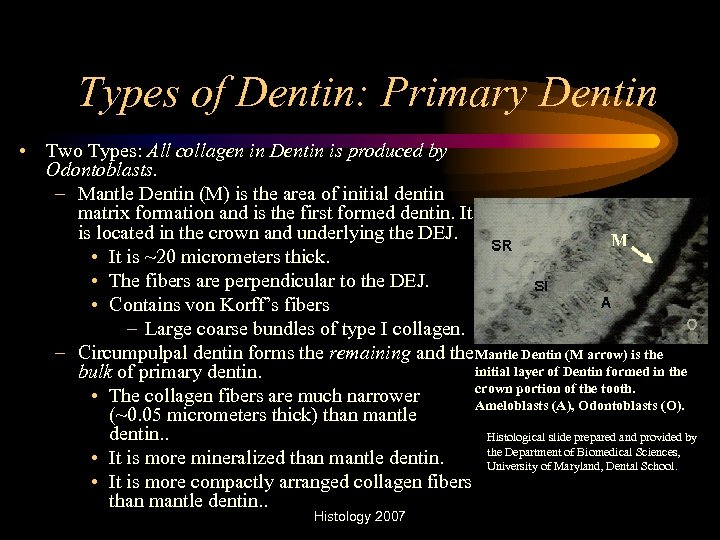 Types of Dentin: Primary Dentin • Two Types: All collagen in Dentin is produced