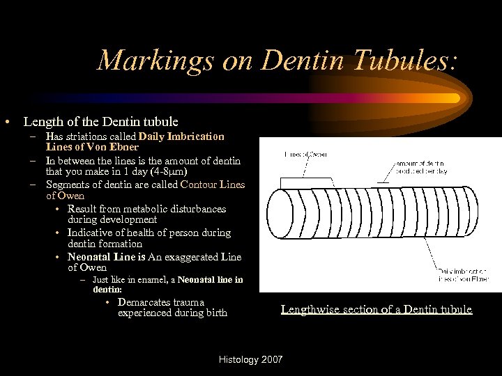 Markings on Dentin Tubules: • Length of the Dentin tubule – Has striations called