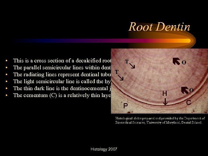 Root Dentin • • • This is a cross section of a decalcified root.