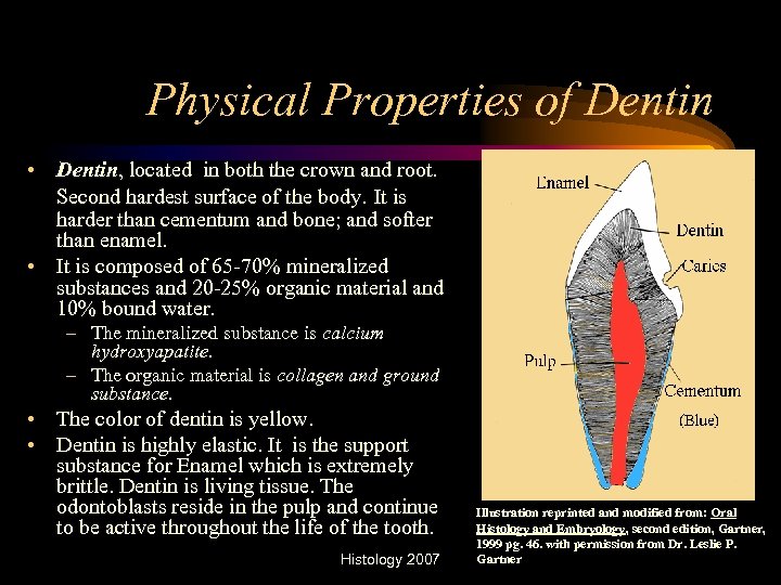 Physical Properties of Dentin • Dentin, located in both the crown and root. Second