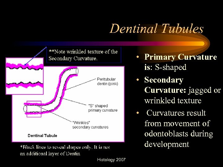 Dentinal Tubules • Primary Curvature is: S-shaped • Secondary Curvature: jagged or wrinkled texture