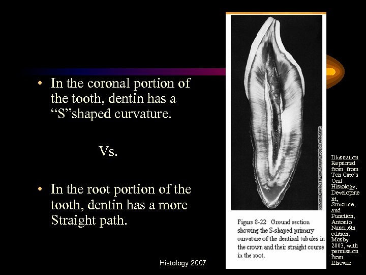  • In the coronal portion of the tooth, dentin has a “S”shaped curvature.