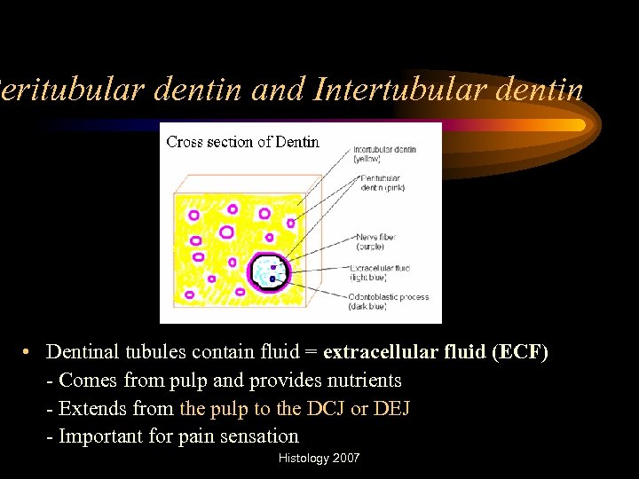 Peritubular dentin and Intertubular dentin • Dentinal tubules contain fluid = extracellular fluid (ECF)