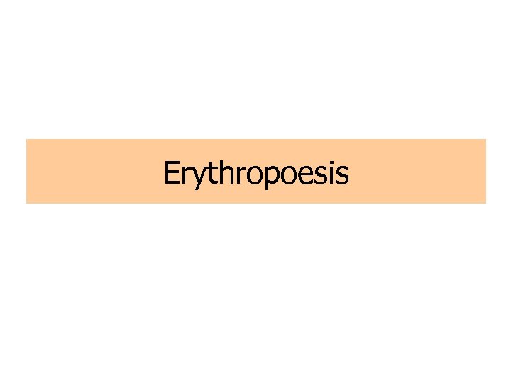 Erythropoesis 