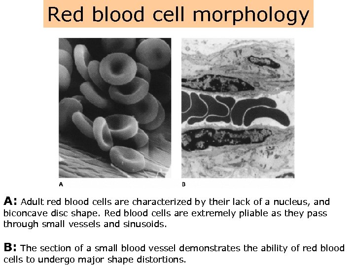 Red blood cell morphology A: Adult red blood cells are characterized by their lack