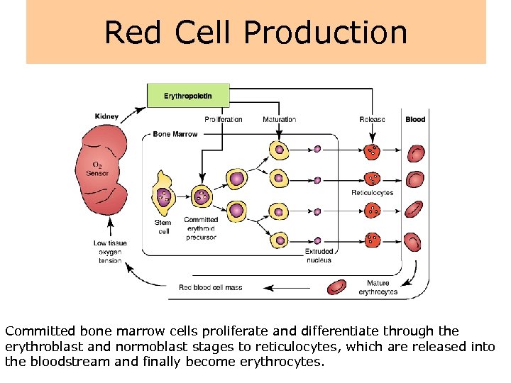 Red Cell Production Committed bone marrow cells proliferate and differentiate through the erythroblast and