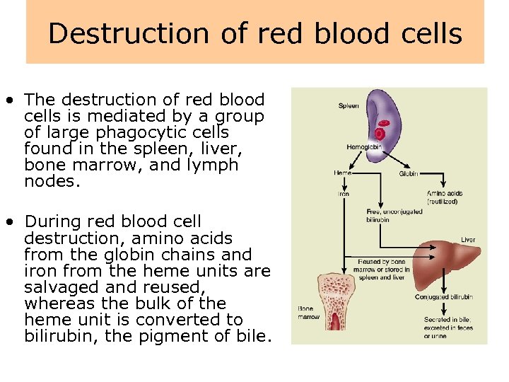 Destruction of red blood cells • The destruction of red blood cells is mediated