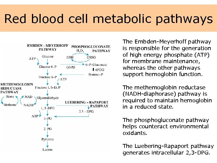 Red blood cell metabolic pathways The Embden-Meyerhoff pathway is responsible for the generation of