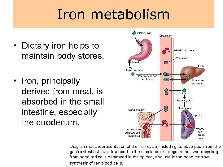 Iron metabolism • Dietary iron helps to maintain body stores. • Iron, principally derived