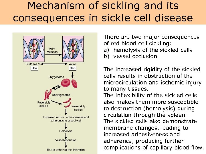 Mechanism of sickling and its consequences in sickle cell disease There are two major