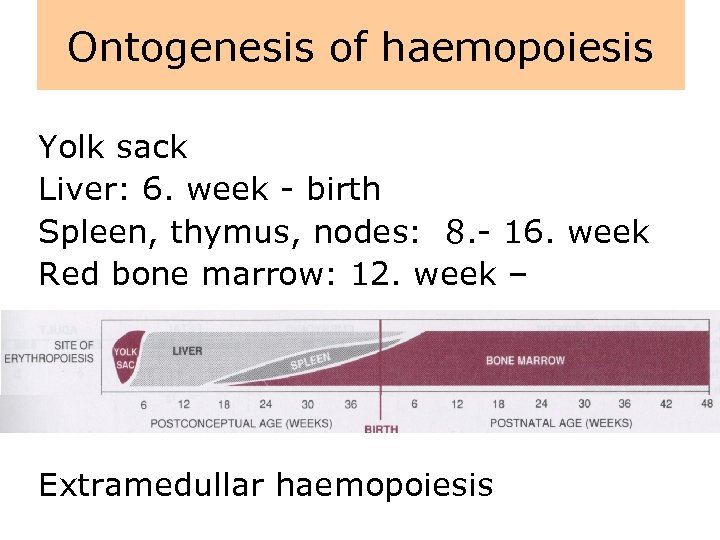 Ontogenesis of haemopoiesis Yolk sack Liver: 6. week - birth Spleen, thymus, nodes: 8.
