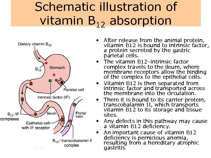 Schematic illustration of vitamin B 12 absorption • After release from the animal protein,