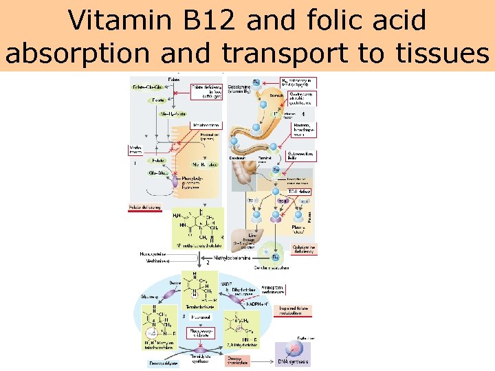 Vitamin B 12 and folic acid absorption and transport to tissues 