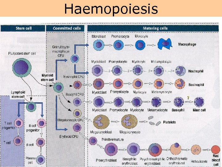 Haemopoiesis 