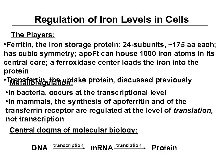 Regulation of Iron Levels in Cells The Players: • Ferritin, the iron storage protein: