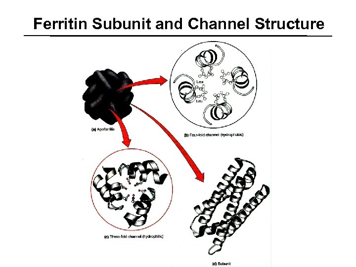 Ferritin Subunit and Channel Structure 