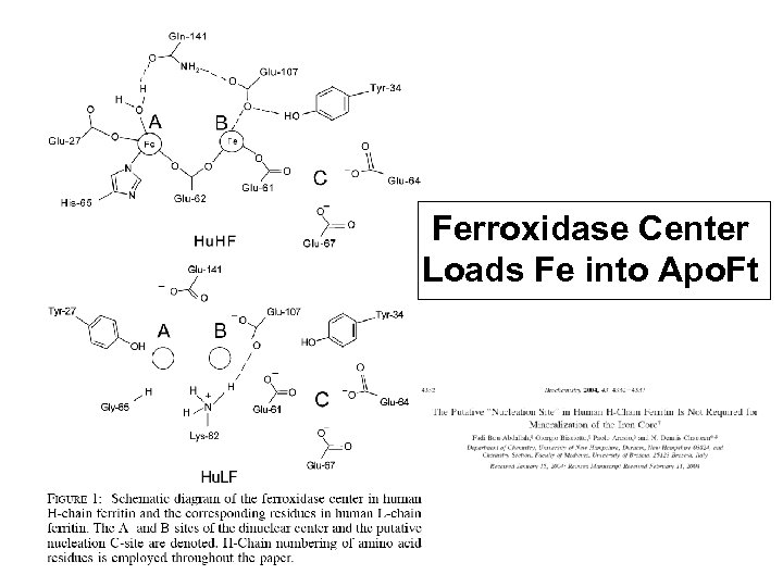 Ferroxidase Center Loads Fe into Apo. Ft 