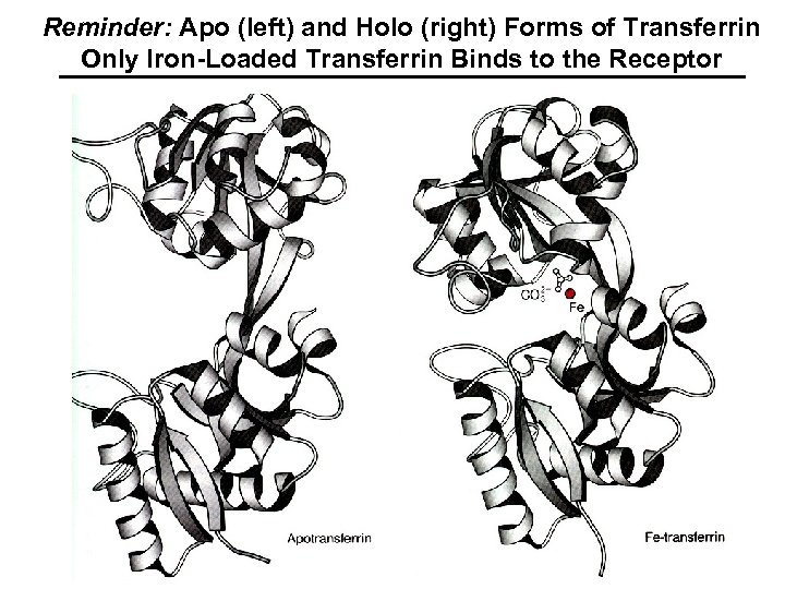 Reminder: Apo (left) and Holo (right) Forms of Transferrin Only Iron-Loaded Transferrin Binds to