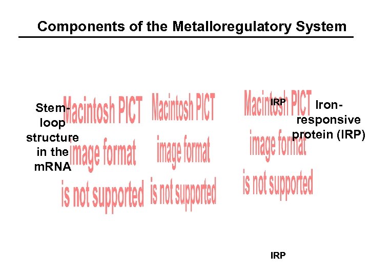 Components of the Metalloregulatory System Stemloop structure in the m. RNA IRP Ironresponsive protein