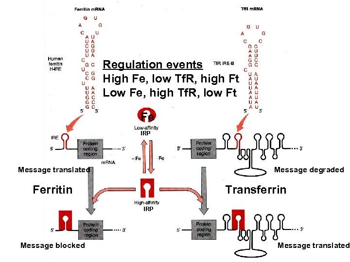 Regulation events High Fe, low Tf. R, high Ft Low Fe, high Tf. R,