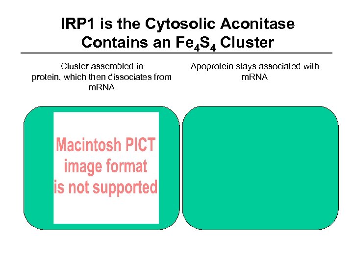 IRP 1 is the Cytosolic Aconitase Contains an Fe 4 S 4 Cluster assembled